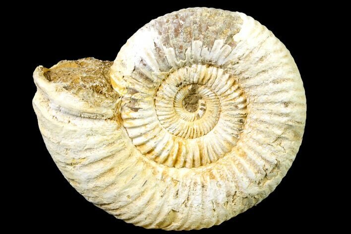 Jurassic Ammonite (Perisphinctes) Fossil - Madagascar #161740